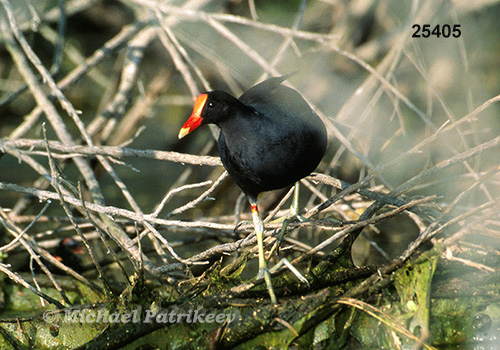 Common Gallinule (Gallinula galeata)